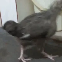 مرغ و خروس|حیوانات مزرعه|انبارآلوم, |دیوار