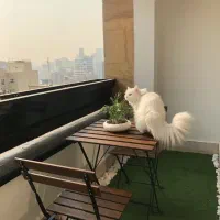 میز و صندلی طرح ایکیا (چوب راش)