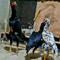 لاری اوشامو|حیوانات مزرعه|شاهدشهر, |دیوار