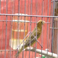 قناری ماده اماده