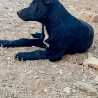 سگ‌گله|سگ|پیشوا, |دیوار