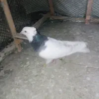 کله هما پرشی و طوقی