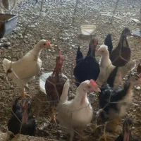 جوجه مرغ و اردک