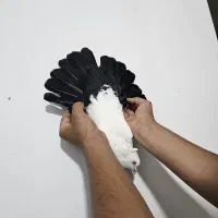 کبوتر|پرنده|بندر گناوه, |دیوار