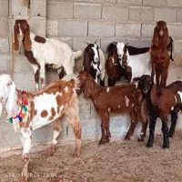 بزغاله های زیر تکه ای جنس