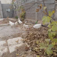 مرغ تخم گذار