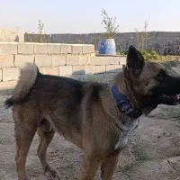 سگ آکیتا /نر|سگ|پاکدشت, پاکدشت (مامازند)|دیوار