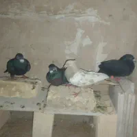کفتر میزون