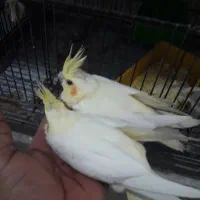 عروس|پرنده|رامشیر, |دیوار