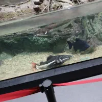 فروش حلزون اکواریومی قیمت مفت