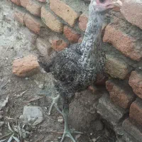 جوجه لاری|حیوانات مزرعه|بندر ترکمن, |دیوار