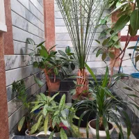 فروش خانه حیاط دار|فروش خانه و ویلا|عجب شیر, |دیوار