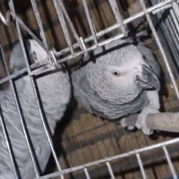 کاسگو کنگو دم‌قرمز|پرنده|گلستان (تهران), |دیوار