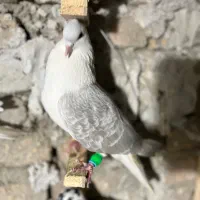 یع تا نر پرشی خوشگل