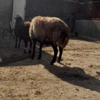 قوچافشاری|حیوانات مزرعه|هرسین, |دیوار