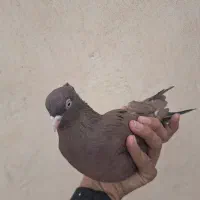 ی جفت کبوتر