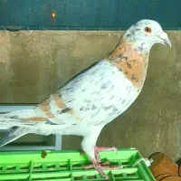 سرور زرد خطی دورگ