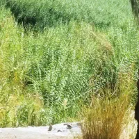 گیربکس اف۱۲