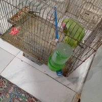 طوطی ملنگو ماده