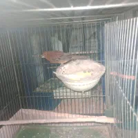 قناری مولد به شرط|پرنده|هشتگرد, شهرک راه آهن|دیوار