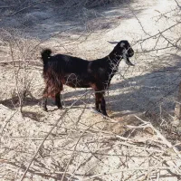 فروش بزغاله|حیوانات مزرعه|دشتیاری, |دیوار