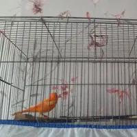 قناری نر رد فاکتور و موزاییکی