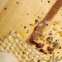 سمپاشی منازل،سم پاشی تخصصی حشرات سوسک و ساس و...|خدمات نظافت|مشهد, شهید آوینی|دیوار