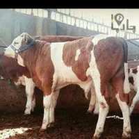 گوساله سیمینتال یا تلیسه سن ۸ماه بالا داری تماس