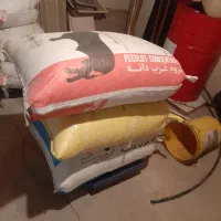 گندم دیم رقم باران