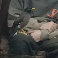 مینا سخنگو رام و دست آموز
