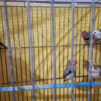 فنچ زبرا بالغ|پرنده|قائمشهر, |دیوار