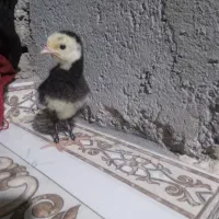 جوجه‌بو‌قلمون|حیوانات مزرعه|زهک, |دیوار