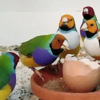 فنچ گلدین بنگالی نرگسی ستاره ای قرمزابی اصلاح شده