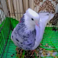 طوقی الماسی|پرنده|اهواز, دغاغله|دیوار