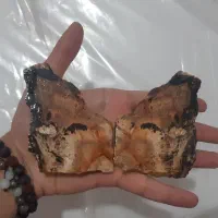 یک جفت چوب سنگ(فسیل چوب)