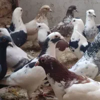 ۲۷تا پرشی مفت مفت فقط دانه ۱۵۰