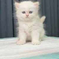 بریتیش عسلچه گلدن پوینت چشم آکوامارین