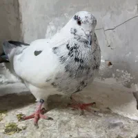 کفتر سوسکی|پرنده|اصفهان, منتظرالمهدی|دیوار