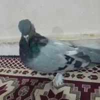 مفلق سبز|پرنده|شهرکرد, |دیوار