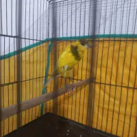 قناری نر ابلغ|پرنده|مرودشت, ثبت احوال|دیوار