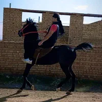 تاراج