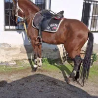 فروش اسب یورقه