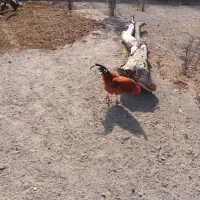 خروس|حیوانات مزرعه|هیر, |دیوار