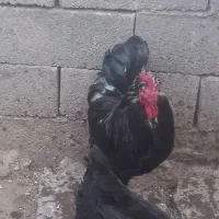 جوجه لاری وگلین مرغ و خروس