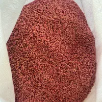 بذر گندم پیشگام، میهن، طبقه گواهی، مادری