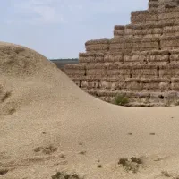 کاه گندم