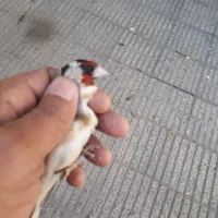 سره قناری .قفس پرون|پرنده|ری, ولی آباد|دیوار