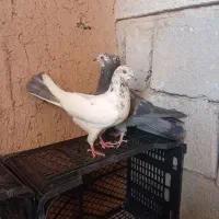 جوجه کبوتر