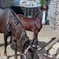مادیان شناسنامه دار