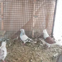 سبز دم سفید